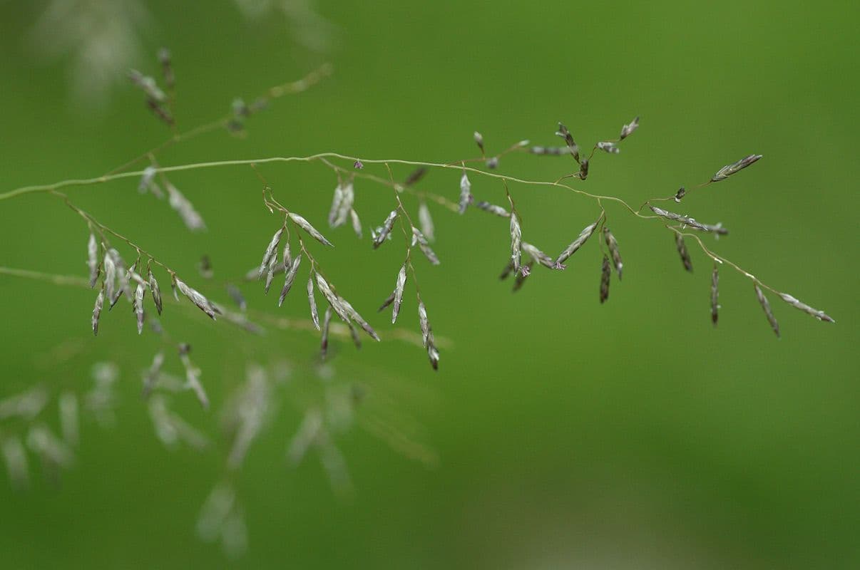 Eragrostis válcovitokvětá 4