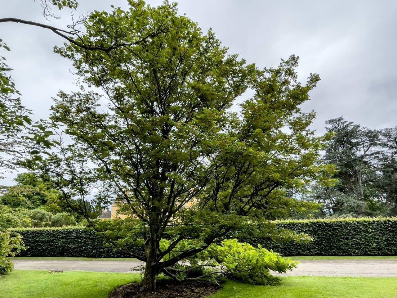 Albero amaro 6