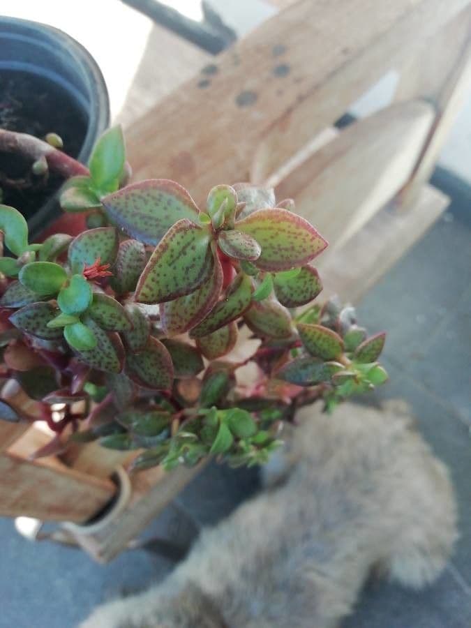 Crassula di Volkens 2