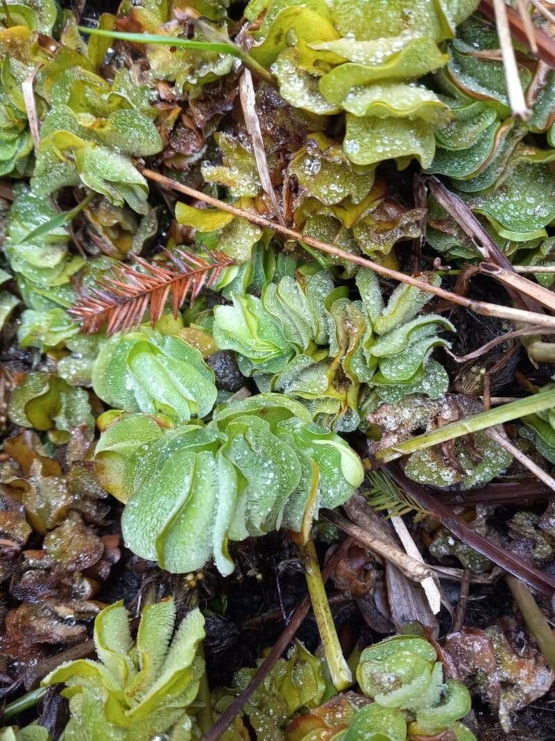 Salvinia 5