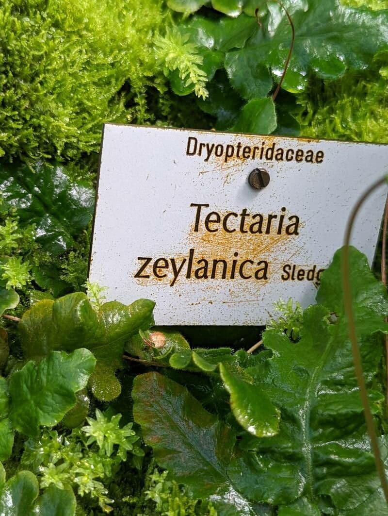 Tectaria 10