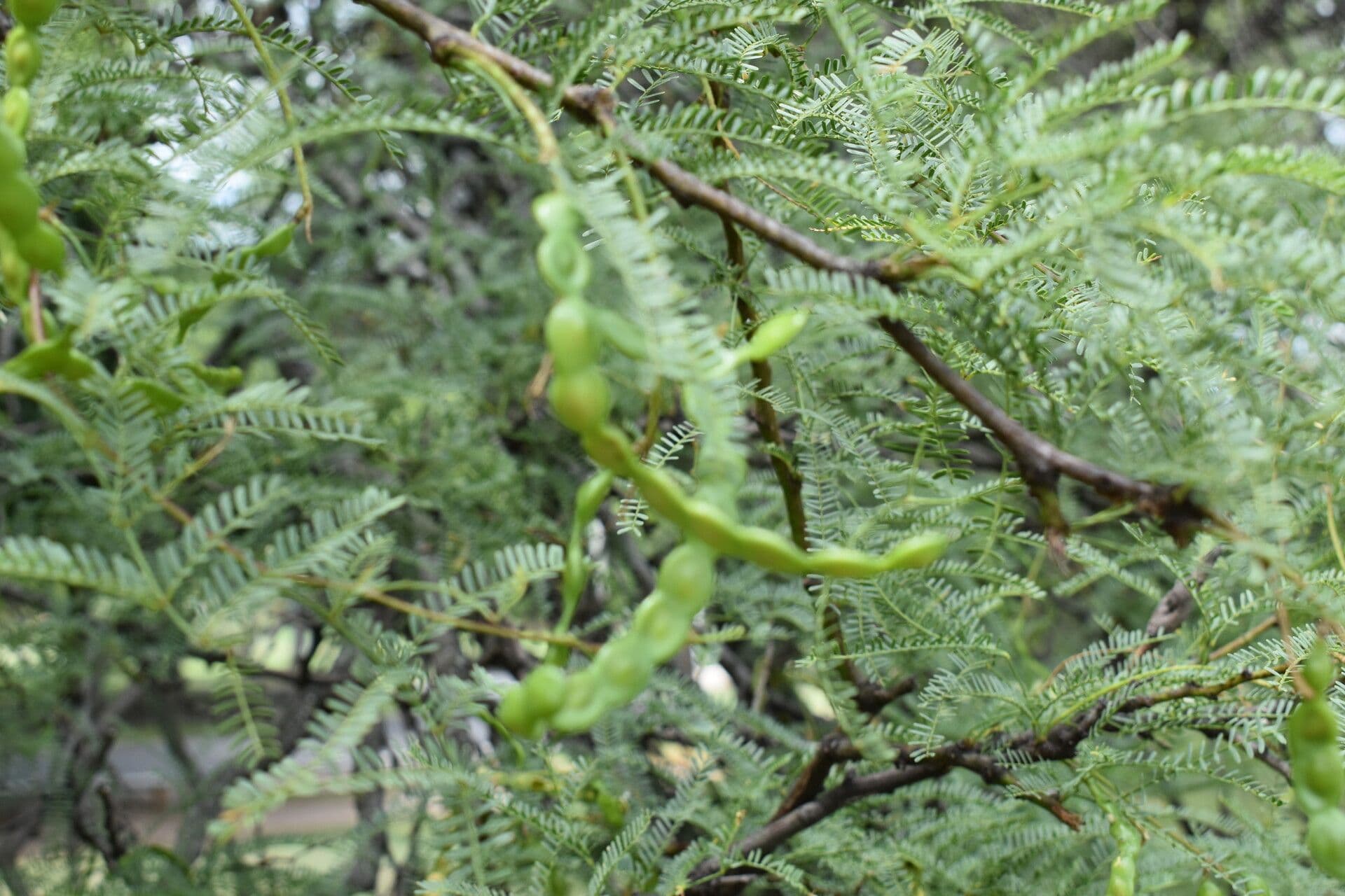 Prosopis