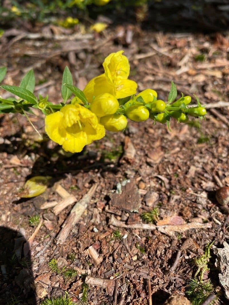 Aureolaria 5