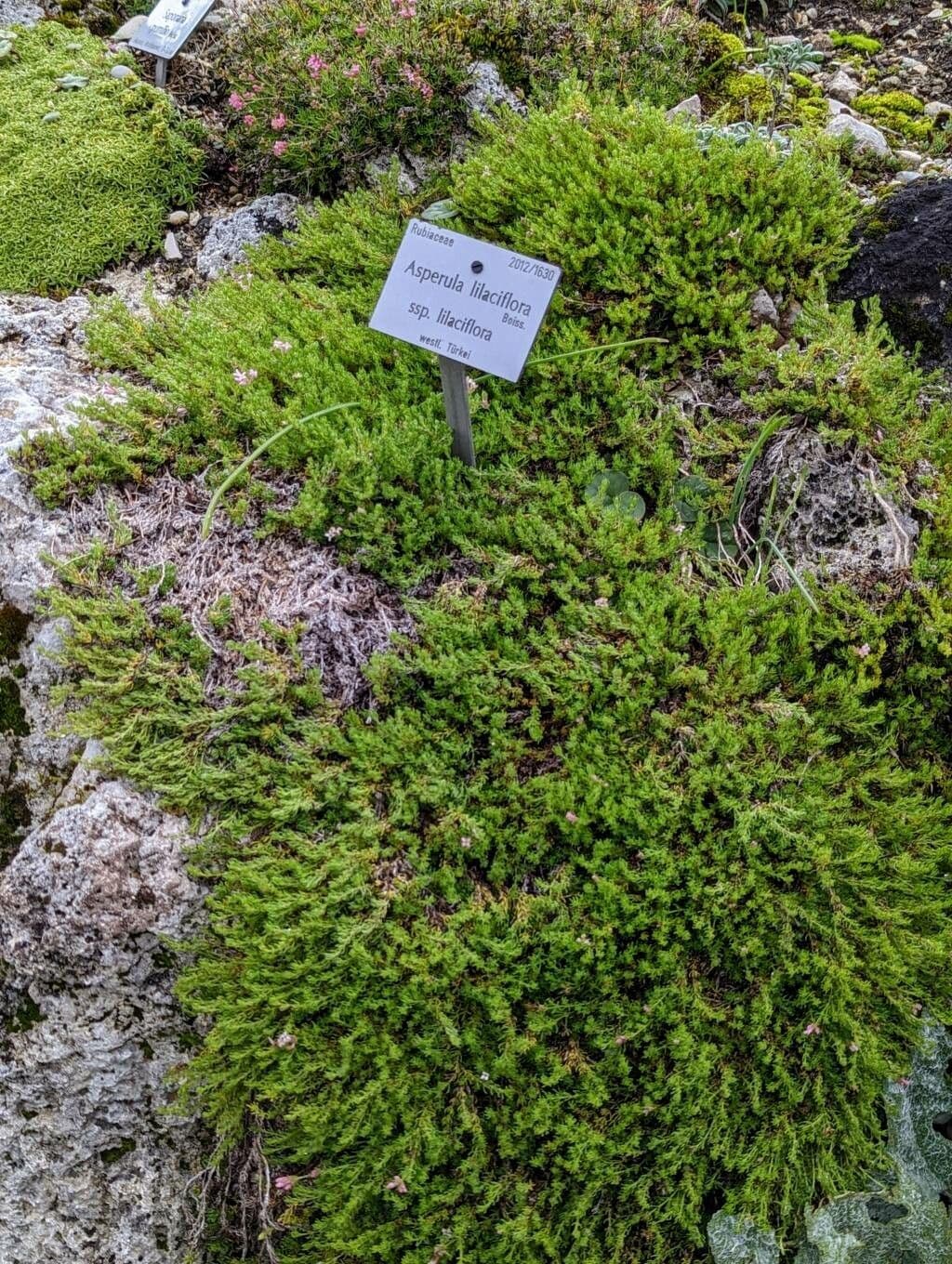 Asperula 3