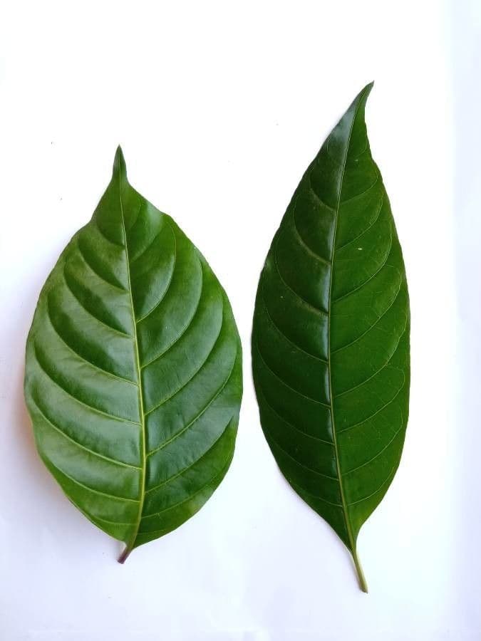 Palicourea crocea 15