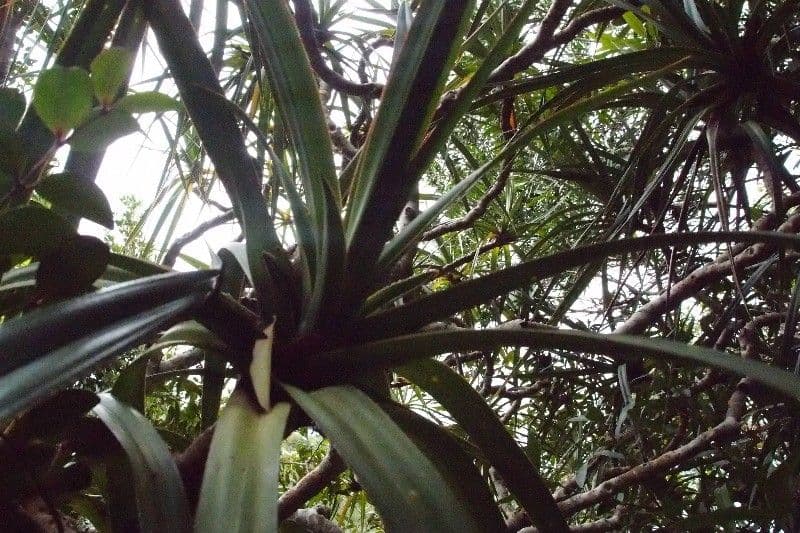 Pandanus 24