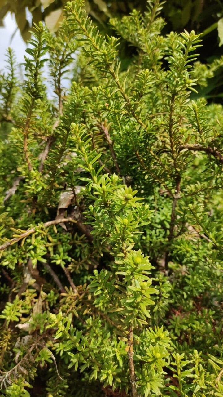 Podocarpus nivalis 7