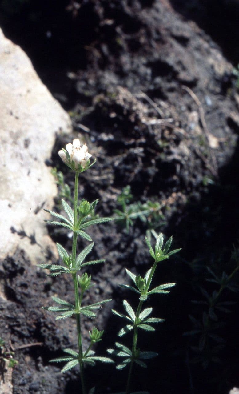 Asperula peluta 16