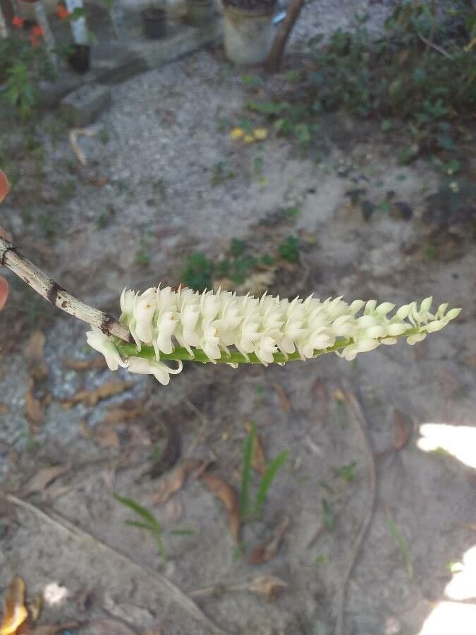 Dendrobio secondario 5