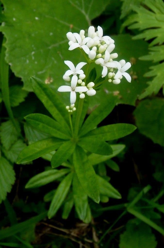 Stellina odorosa 28