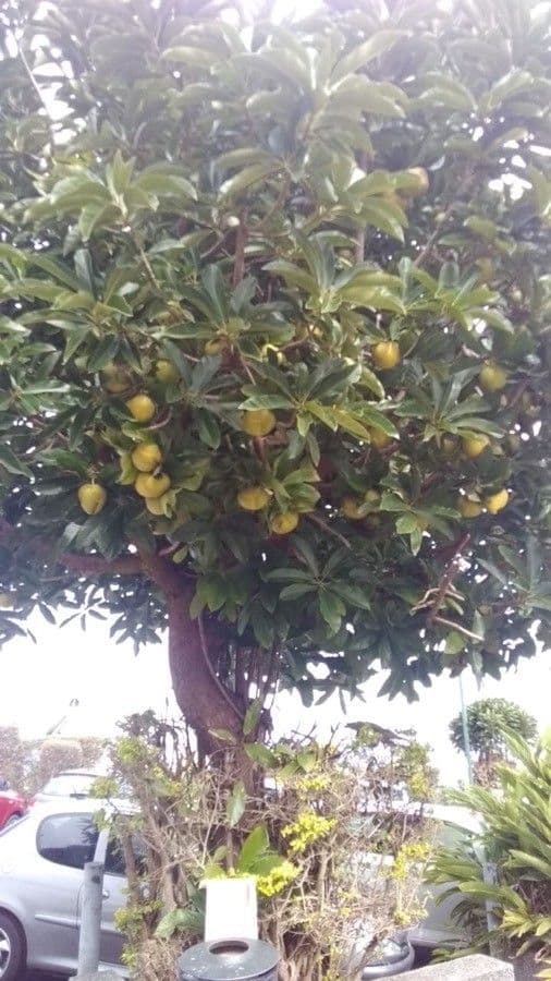 Dillenia indica 12