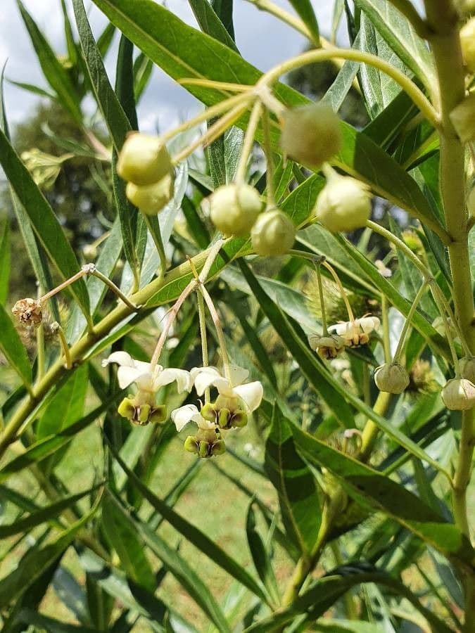 Gomphocarpus 3