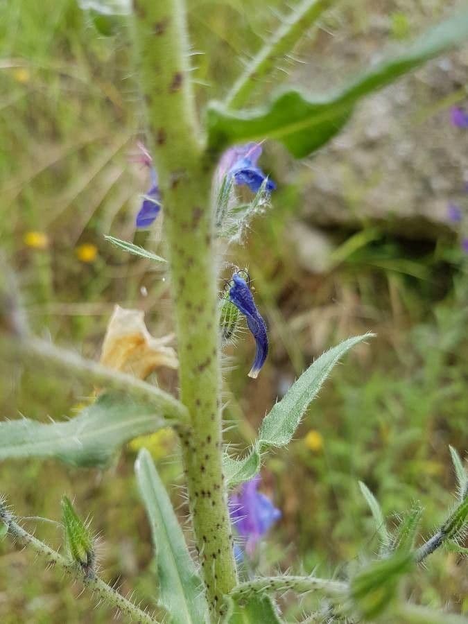 Flor morada 27