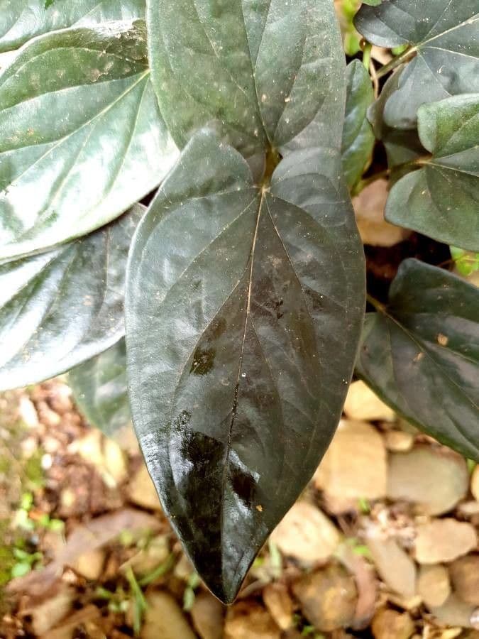 Syngonium 5