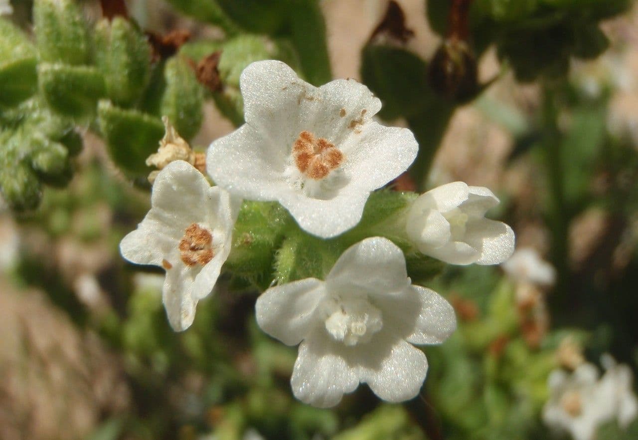Anchusa 5