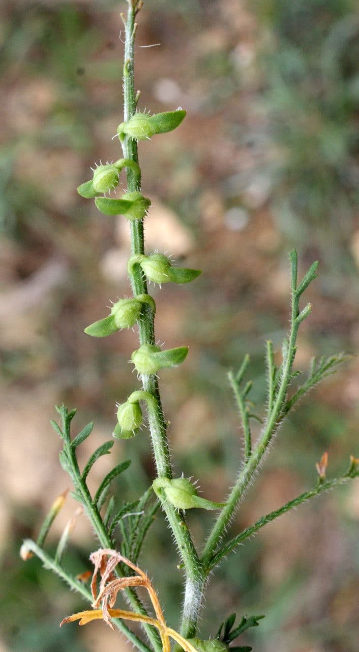 Löffelkohl 3