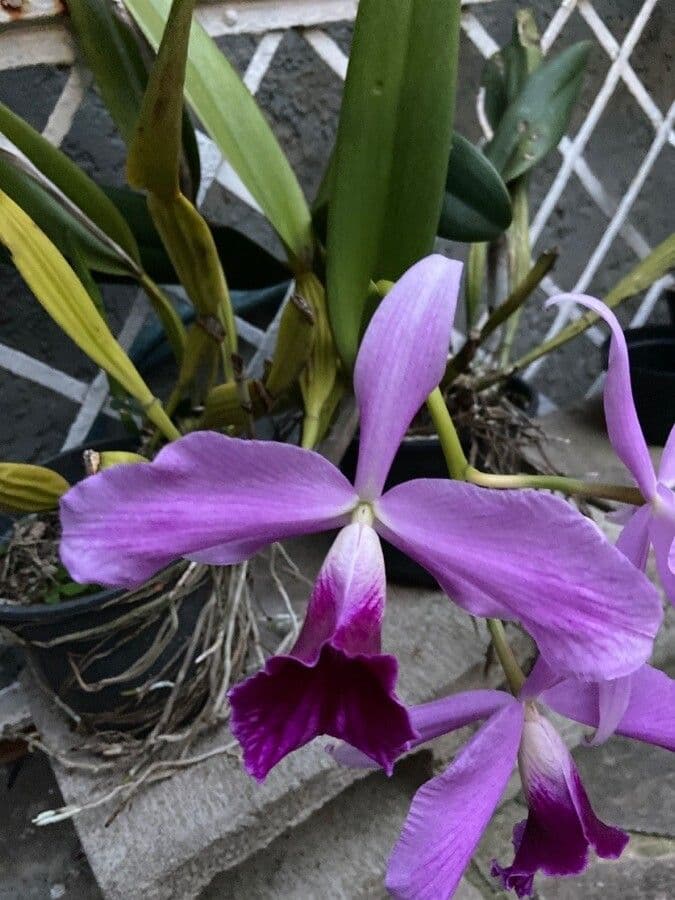 Dwarf Cattleya 5