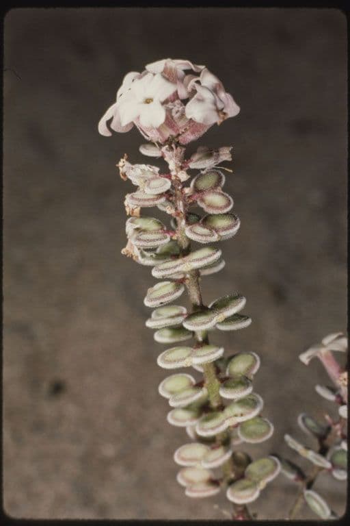 Dithyrea californica