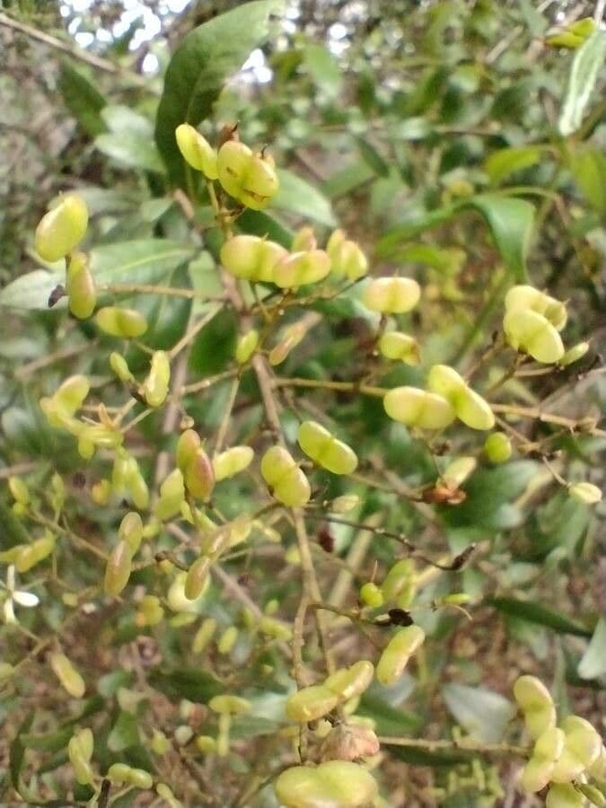 Bursaria spinosa 2