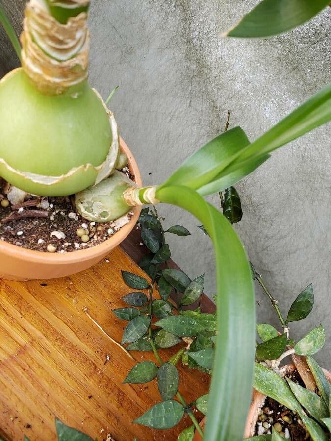 Albuca 13