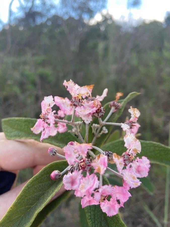Banisteriopsis muricata 3