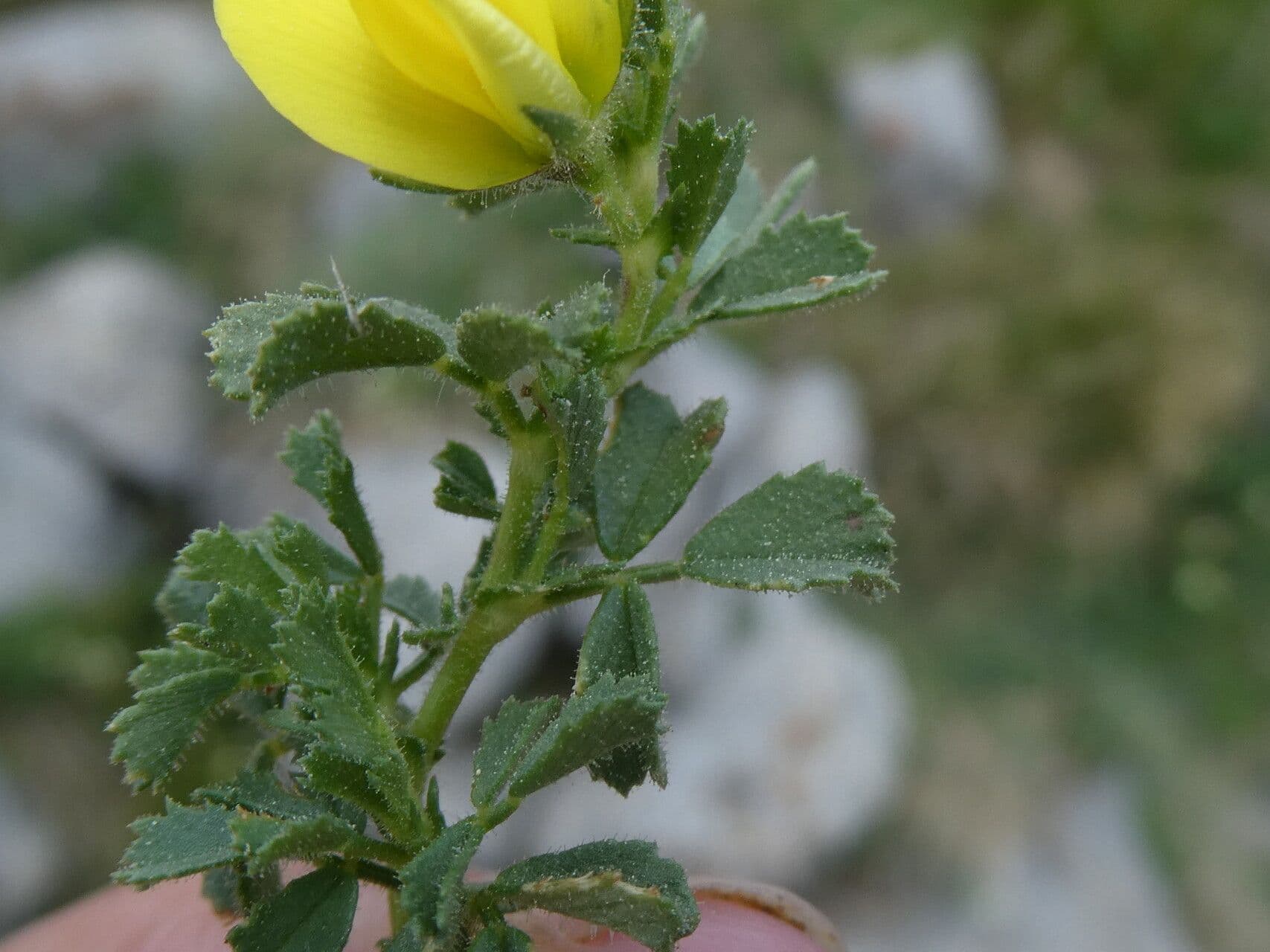 Ononis striata 12