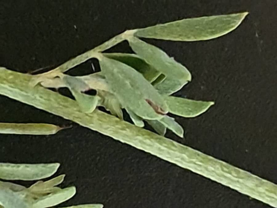 Indigofera 10