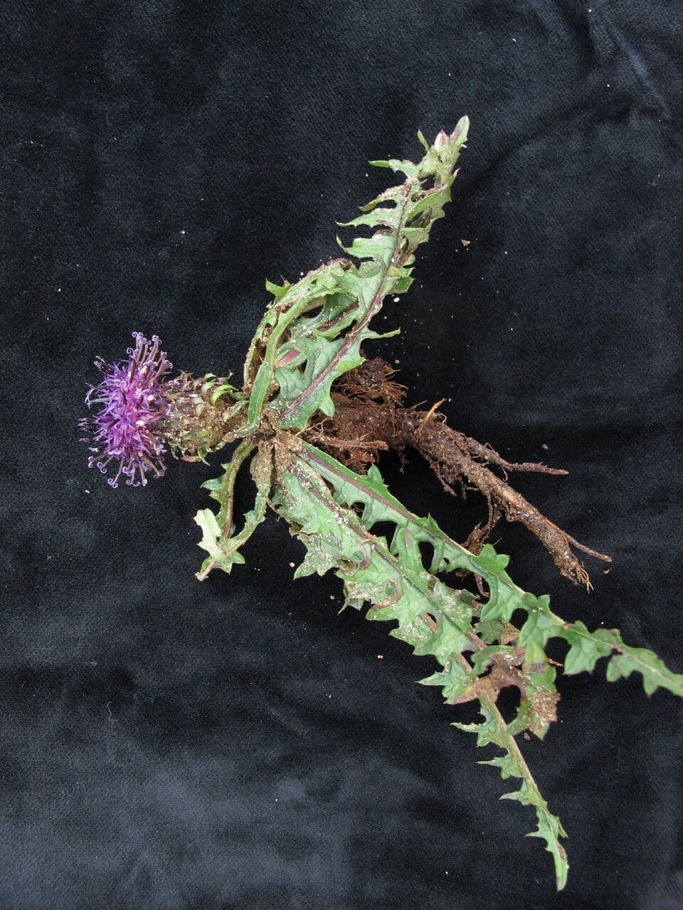 Saussurea leontodontoides 4