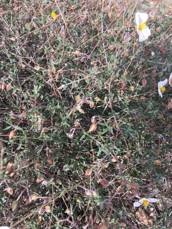 Helianthemum almeriense 11
