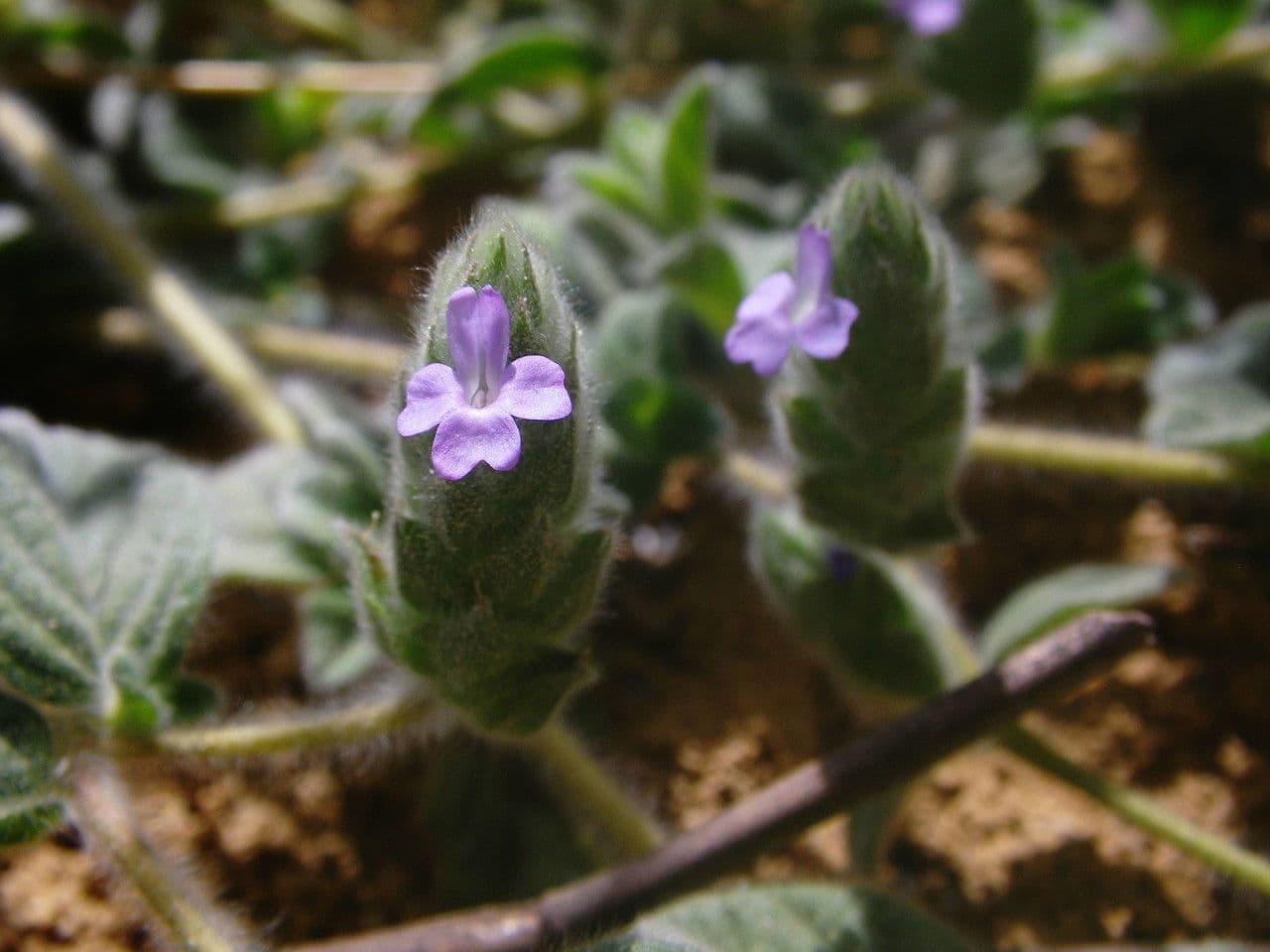 Nelsonia canescens 12