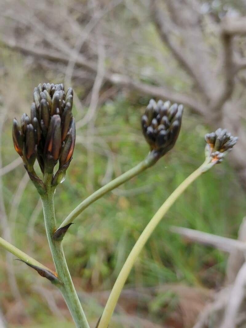 Haemodorum 2