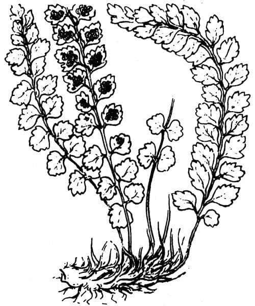 Asplenio verde 26