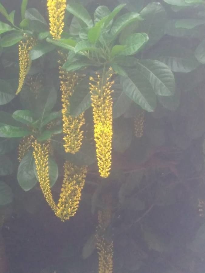 Lophanthera 5