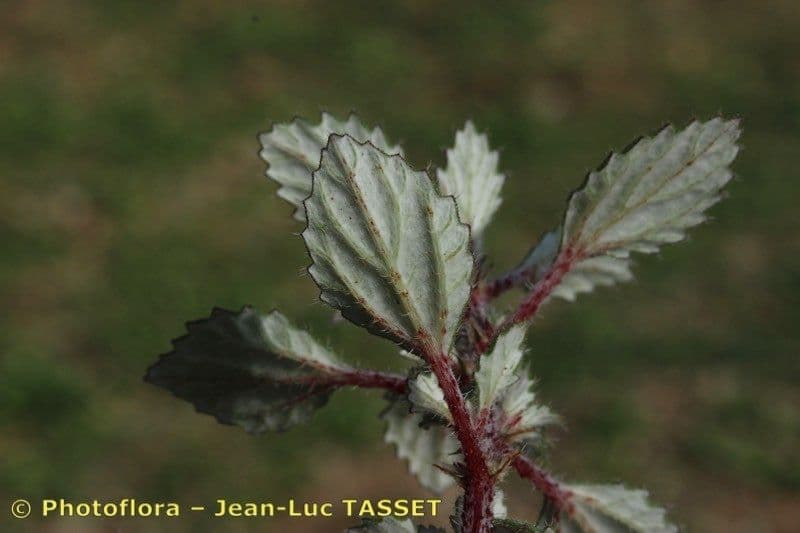 Forsskaolea 13