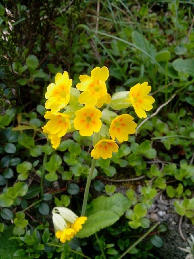 Primavera 9