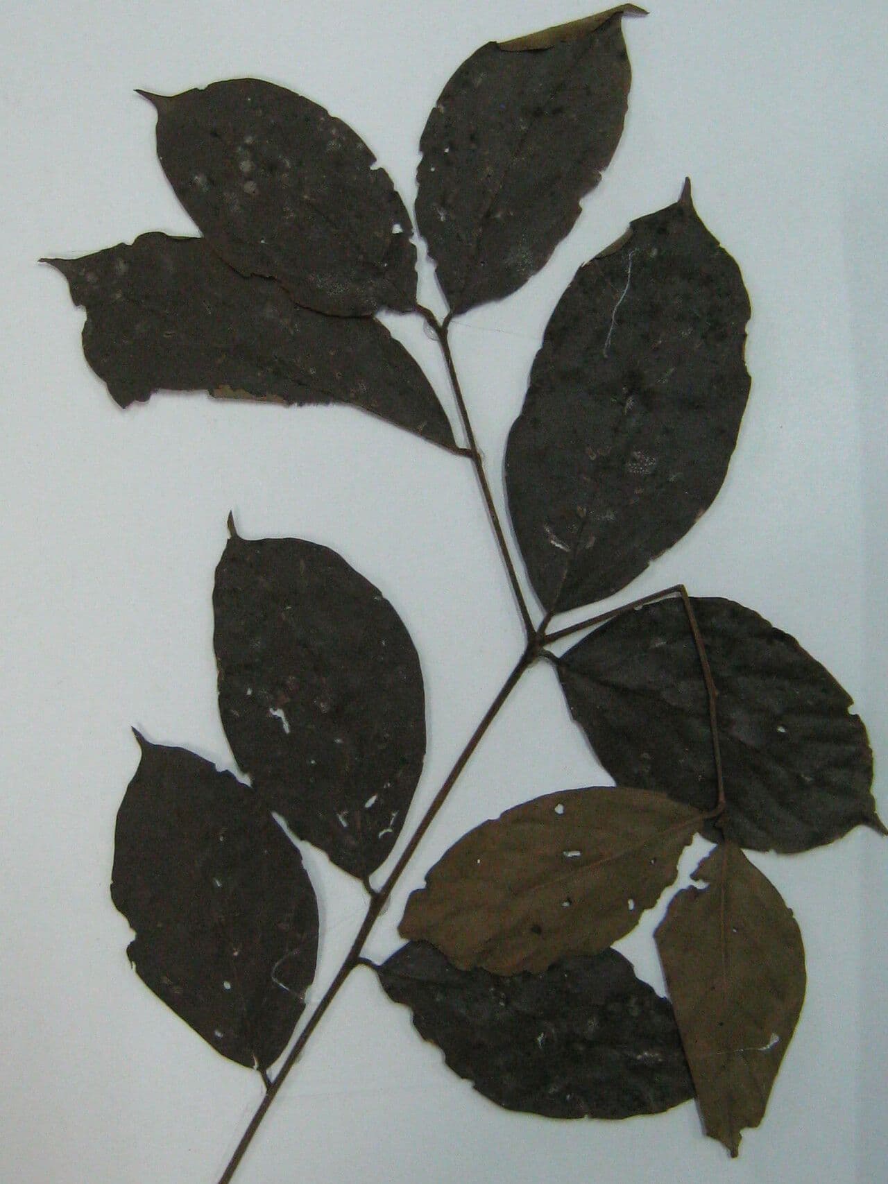 Cordia 9
