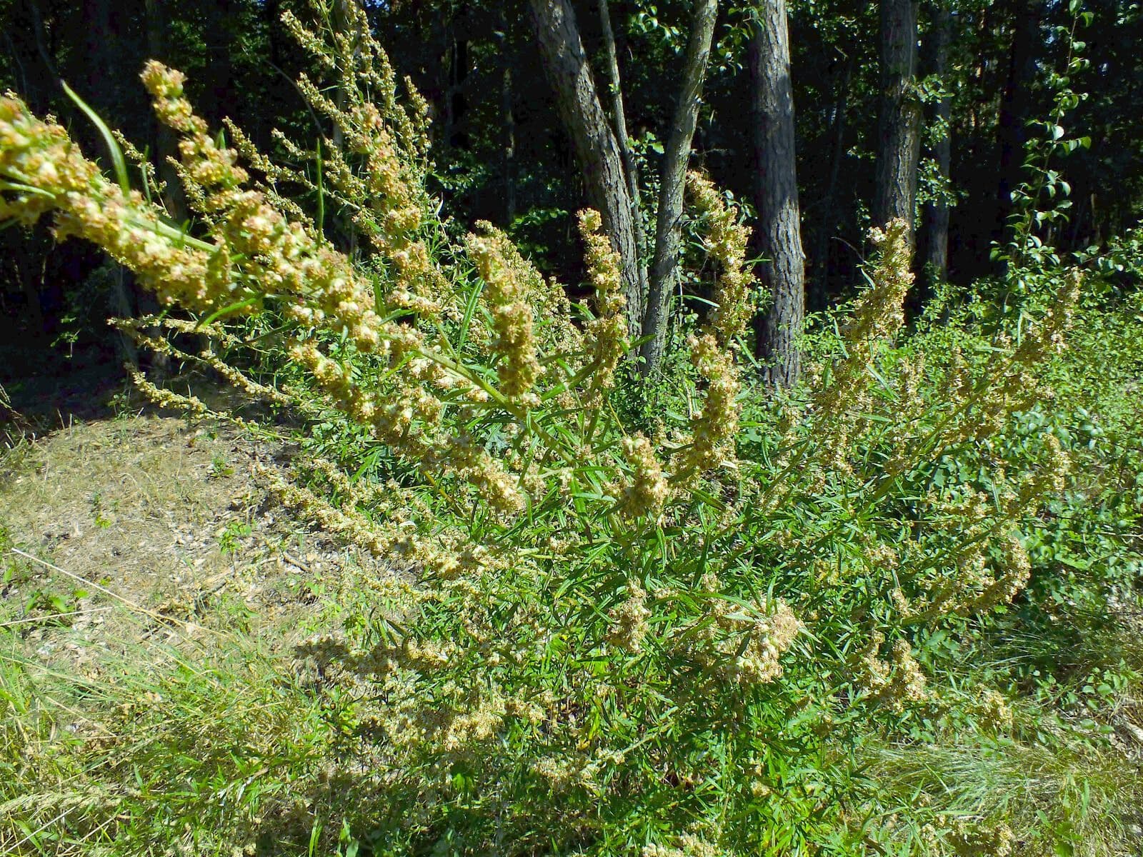 Bylica Verlota 13