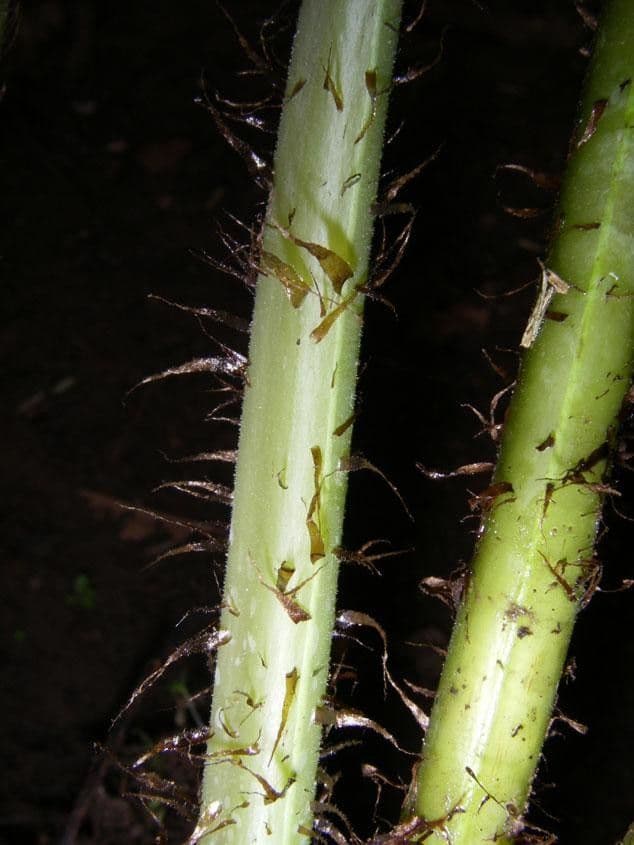 Macrothelypteris 14