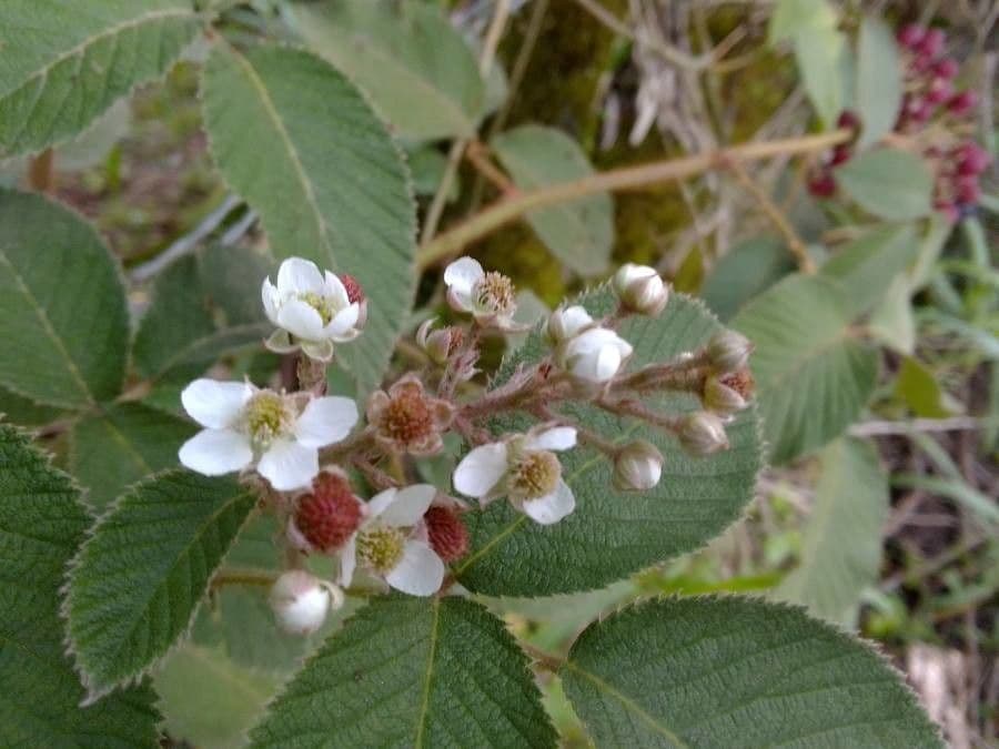Pyramiden-Brombeere 9