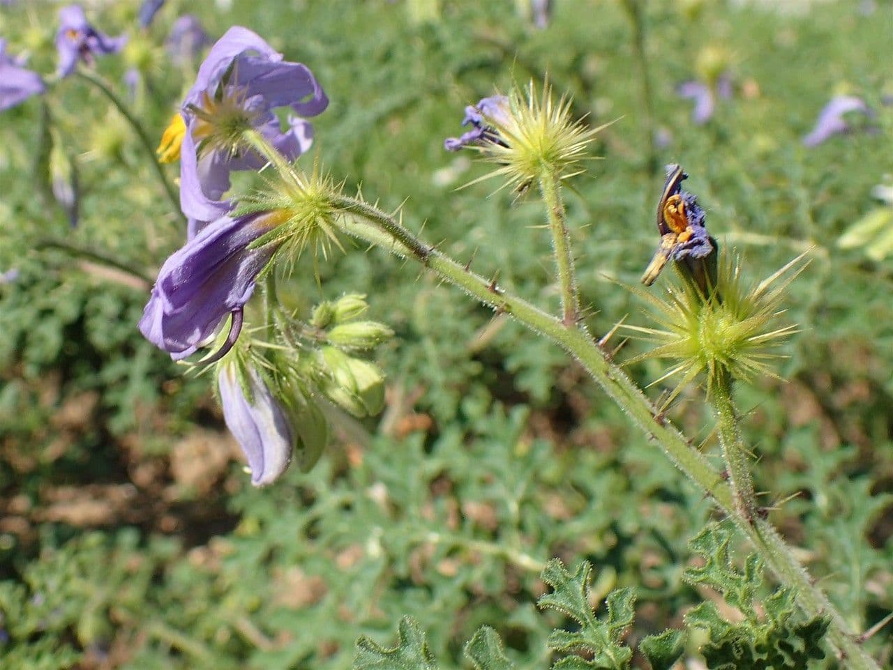 Solanum citrullifolium 10