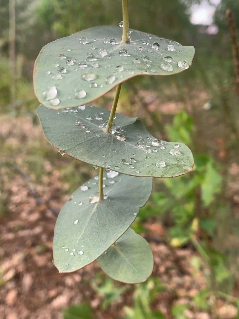 Eucalipto 6