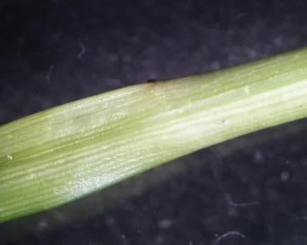 Carex vulpinoidea 18