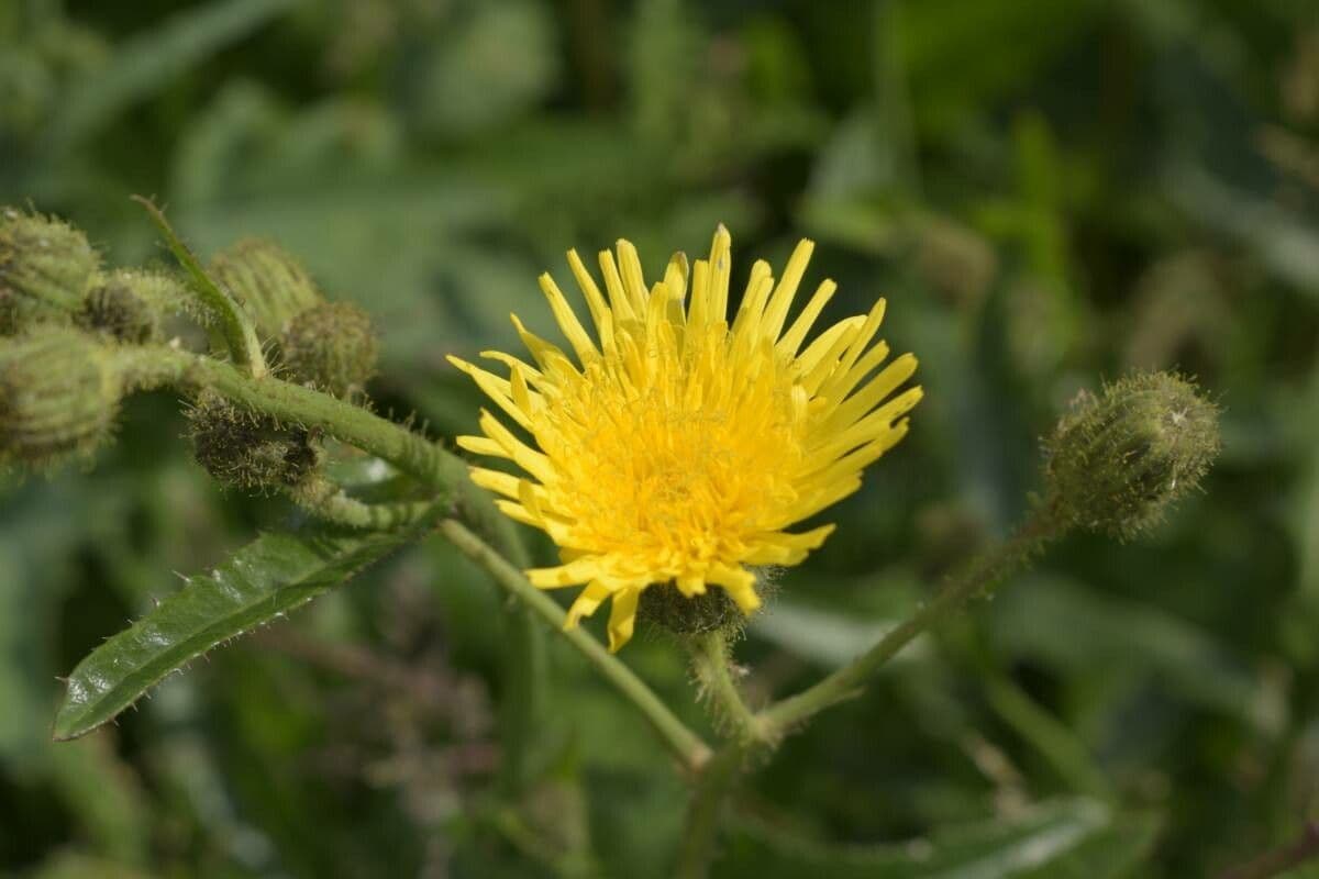 Crespigno palustre 8