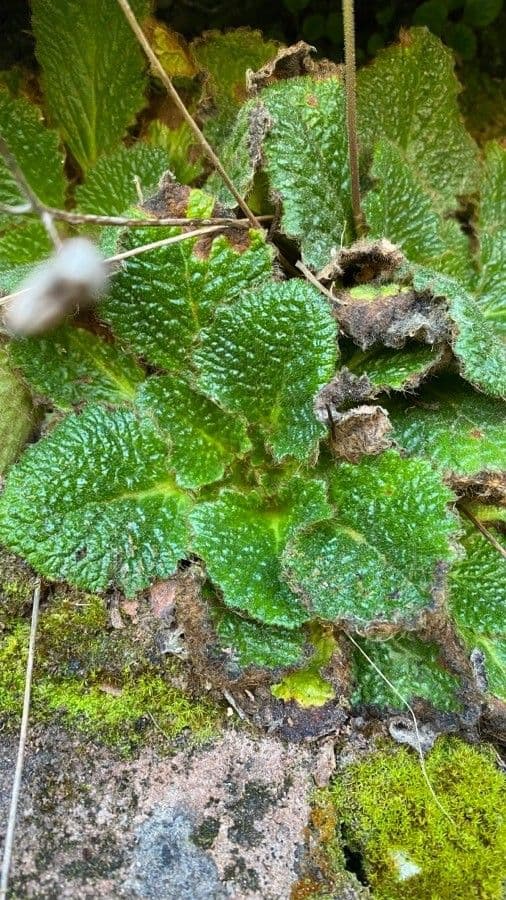 Ramonda Mycona 19