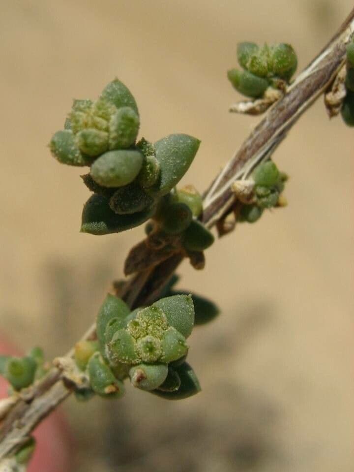 Traganum 6