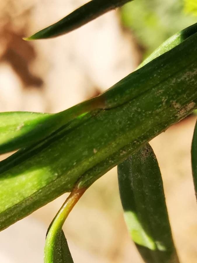 Davids Keteleeria 3
