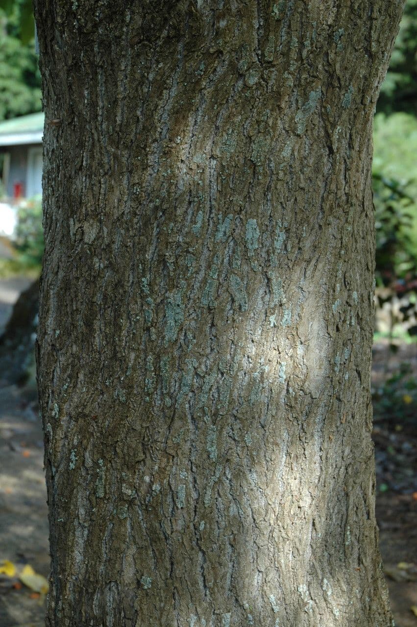 Cordia subcordata 25