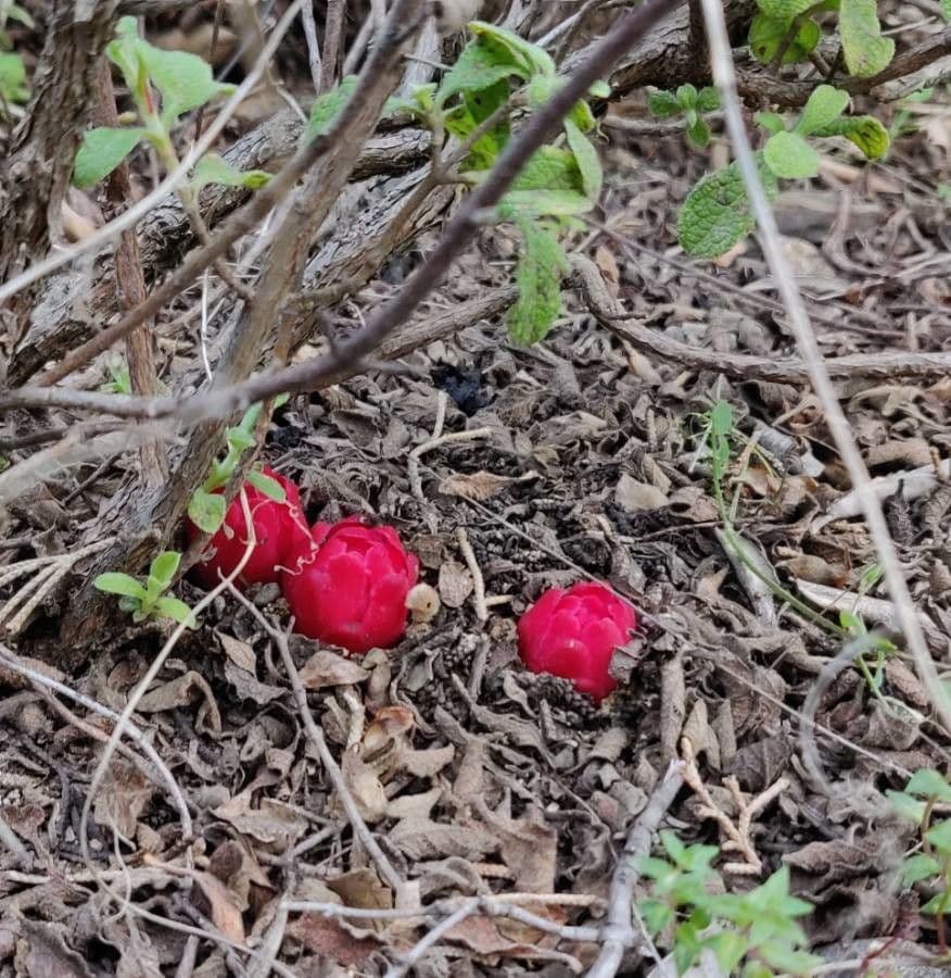 Cuscuta rouge