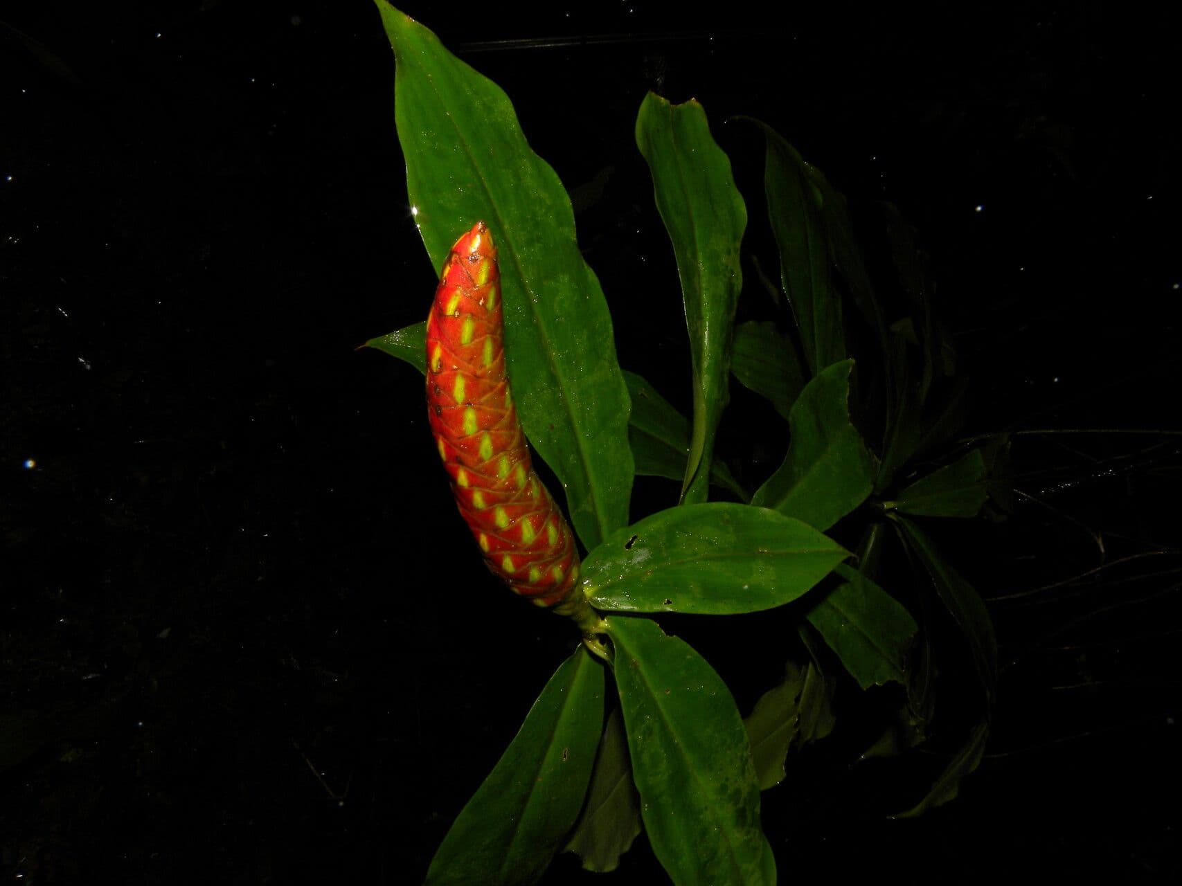 Costus scabro 7
