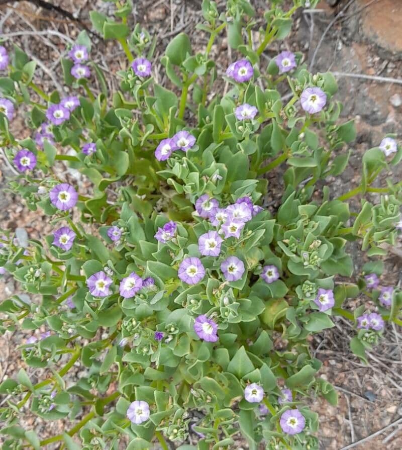 Sclerophylax 5